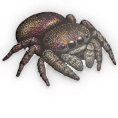 Colorful jumping spider illustration with iridescent markings on a white background