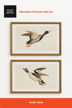 Two framed illustrations of flying ducks on a white wall