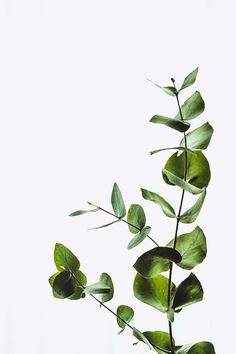 Eucalyptus branch with green leaves against a clean white background