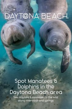 Two manatees swimming underwater in clear blue water