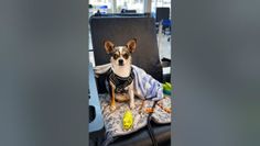 Chihuahua wearing a harness sitting on a blanket with toys