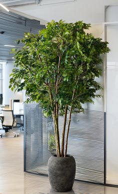 Tall potted plant with green leaves in a modern office setting