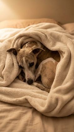 A whippet dog curled up under a cozy blanket in warm lighting