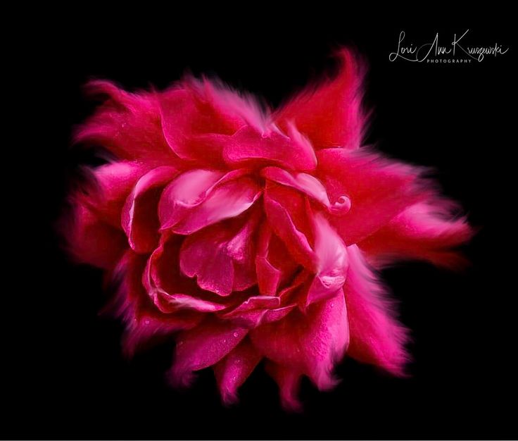 Close up of a vibrant pink flower against a dark background