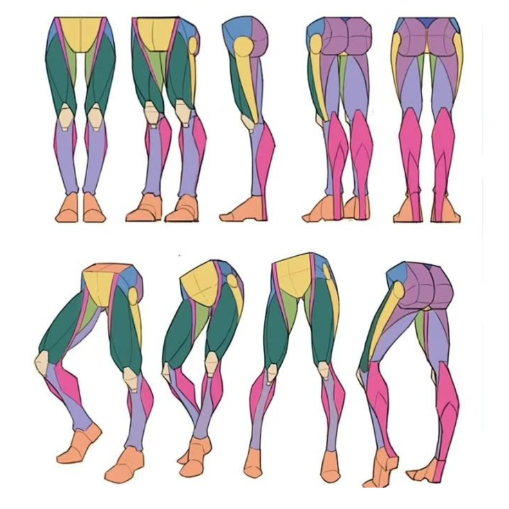Illustration of human leg anatomy with different muscle groups highlighted in color
