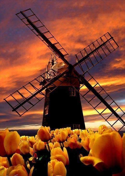 Windmill silhouetted against an orange sunset sky with a field of yellow tulips